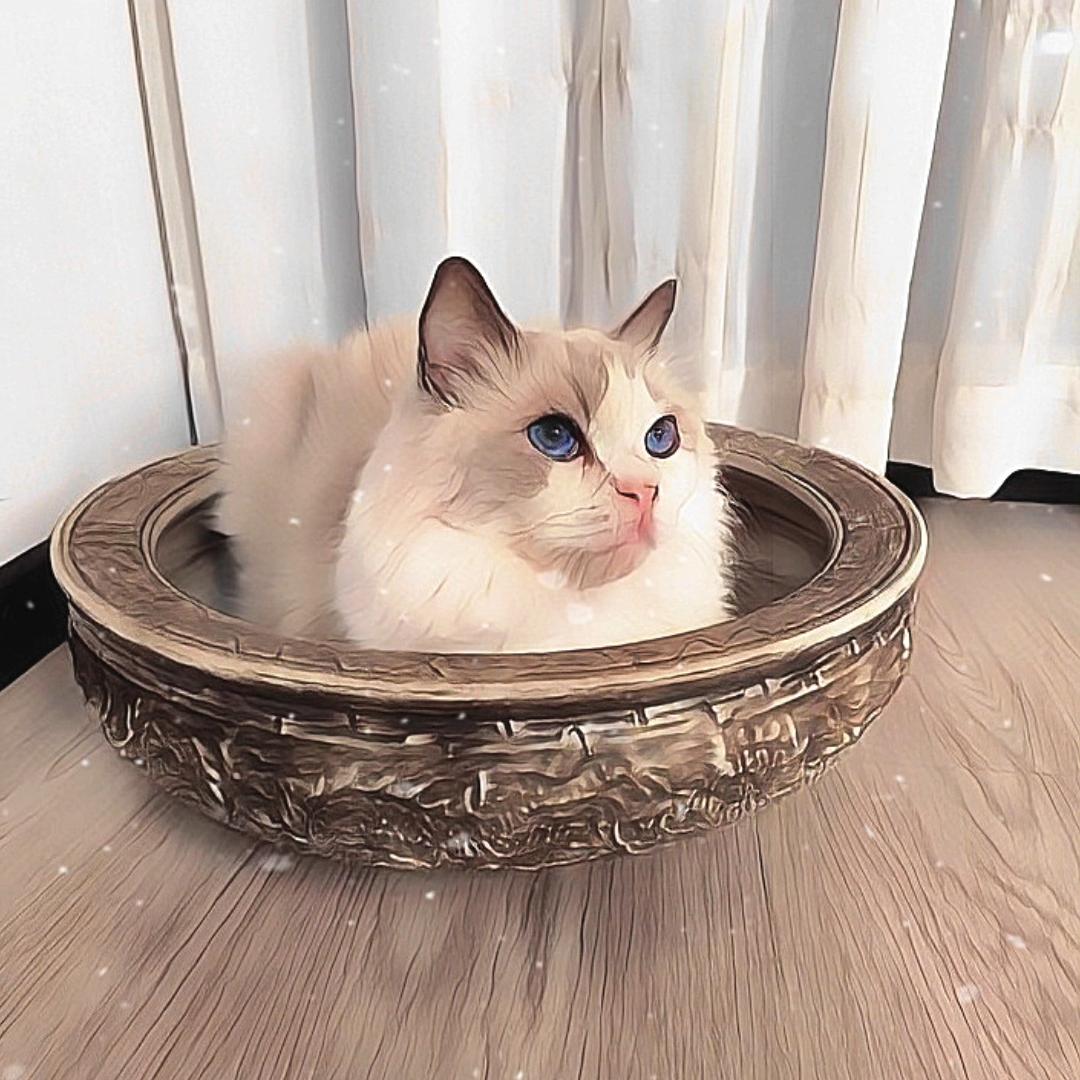 九喵♥萌宠日记