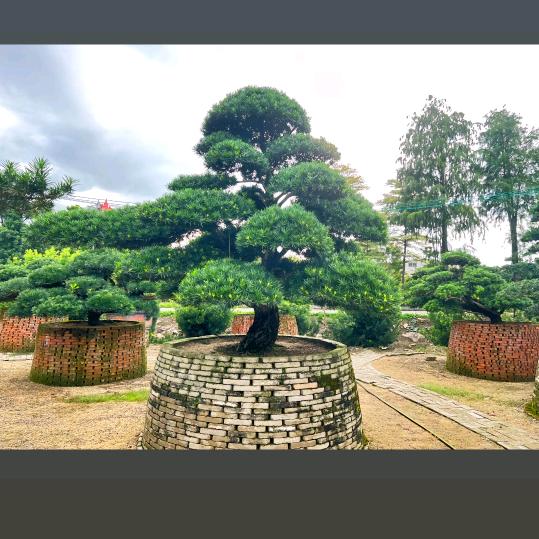 苏林园艺