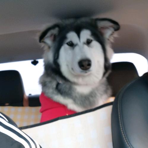 家有恶犬