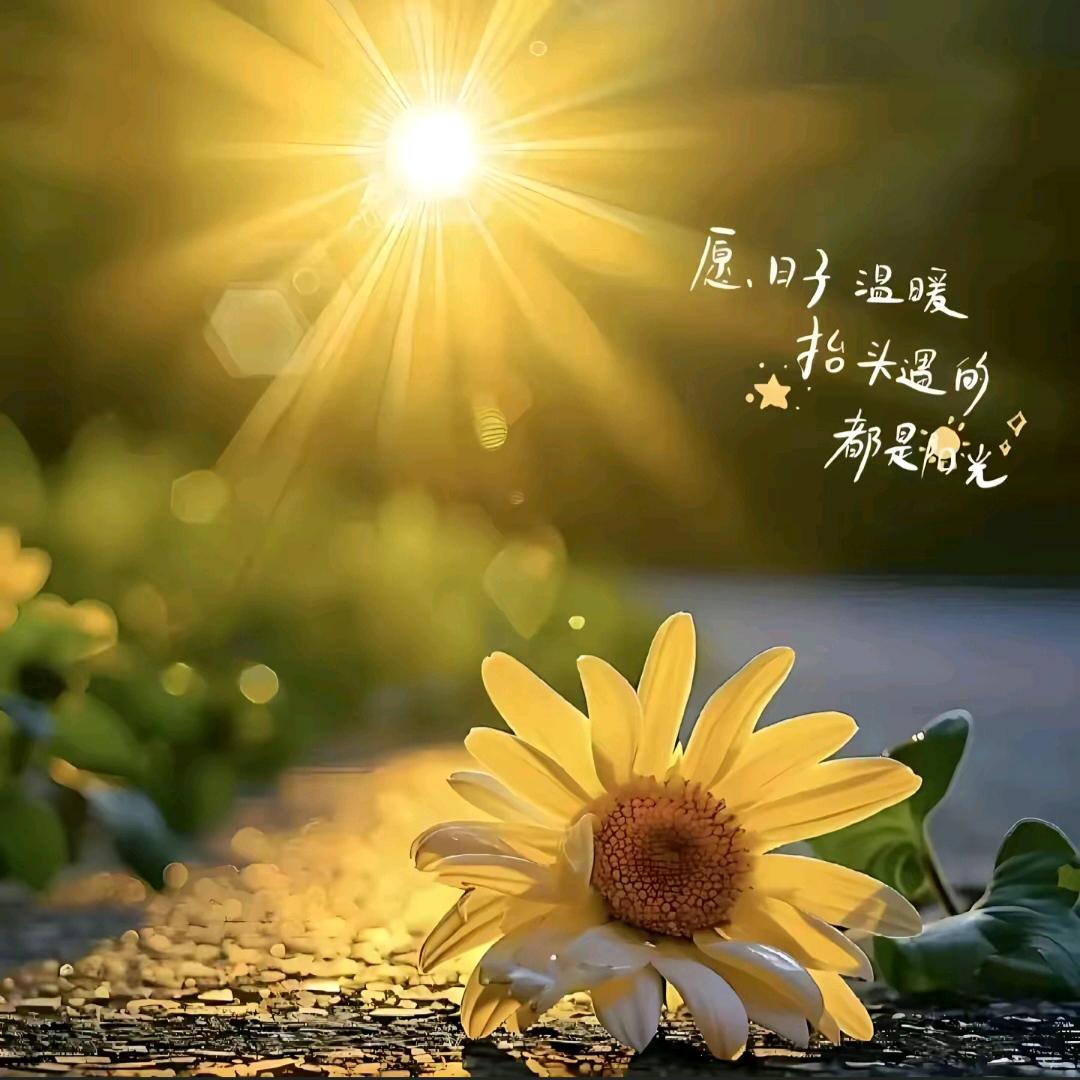 向阳生