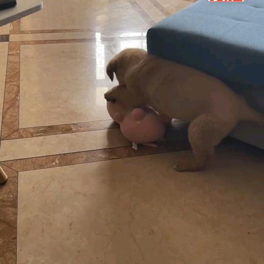 爱犬家