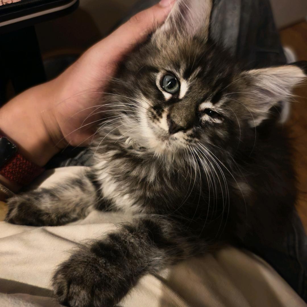 陈Dollar和乐乐的日常