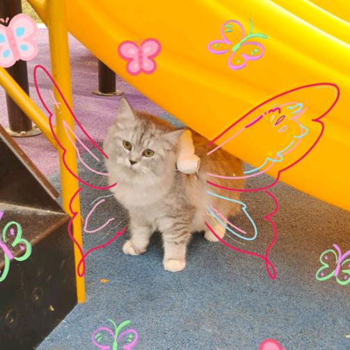 家有一只猫