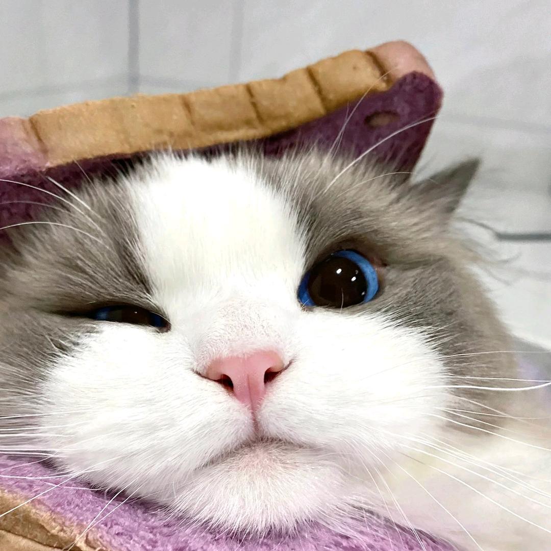 华发故念