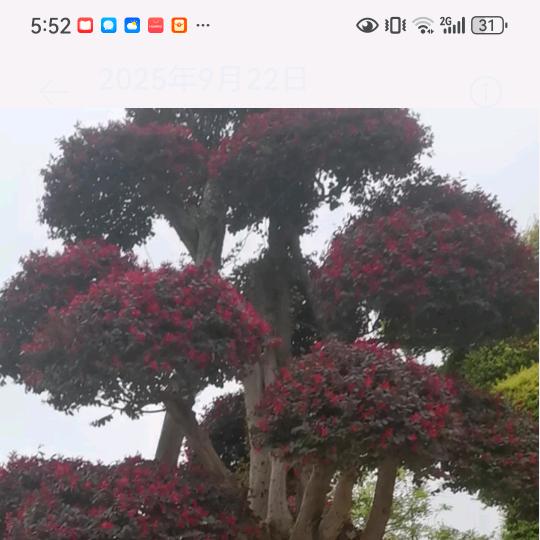 沭阳国际花木城📞花嘟嘟苗木。工程苗。