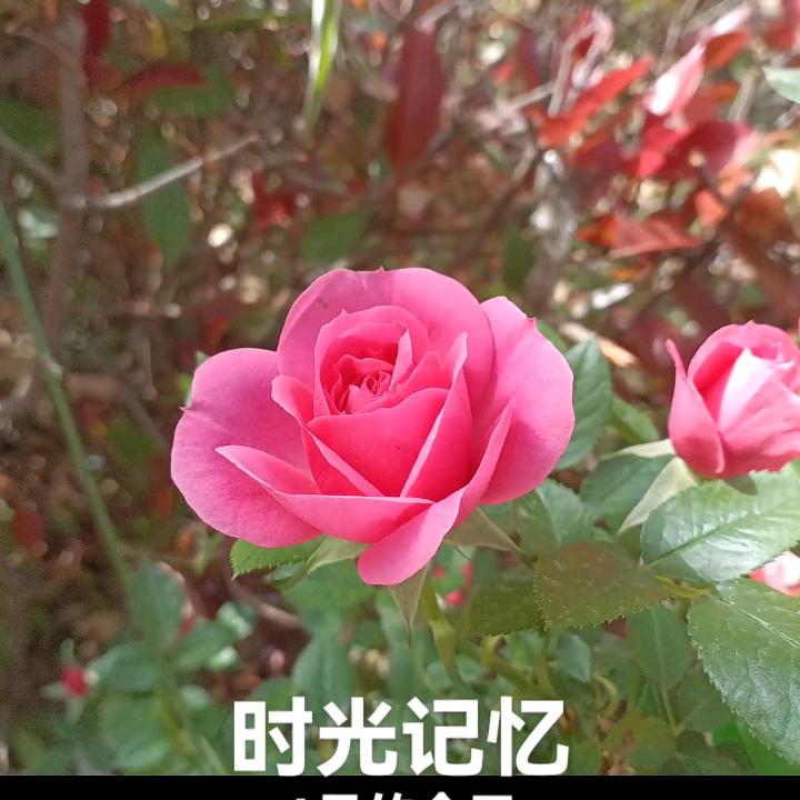 巧姐