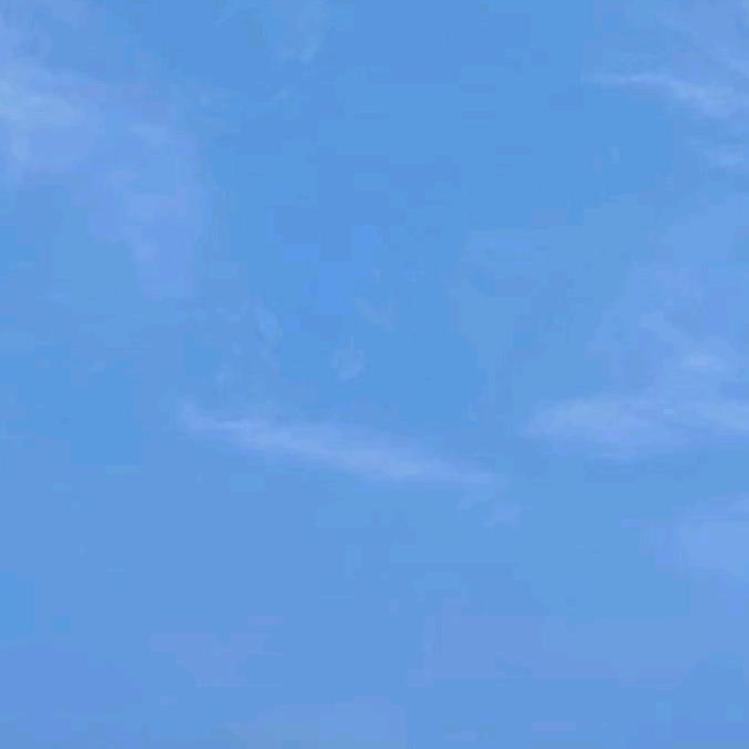 小鲨鱼...