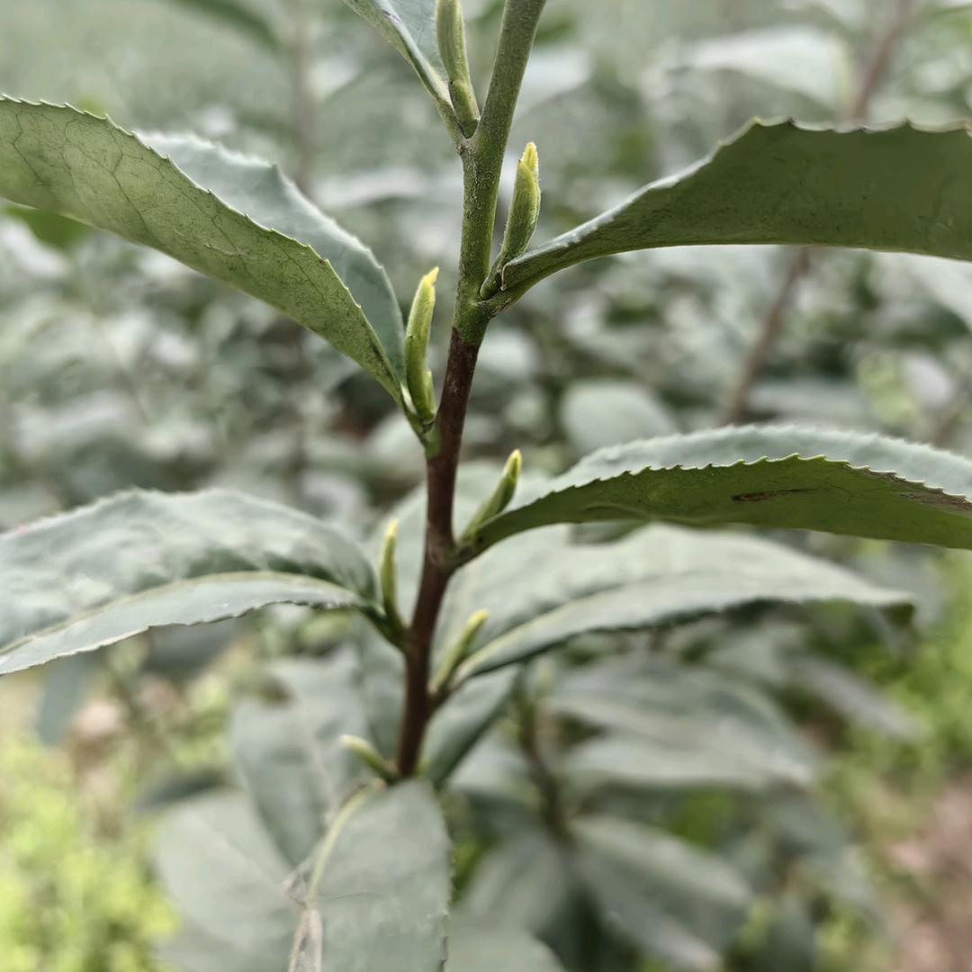 糖糖(^.^)茶一水