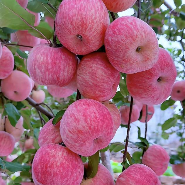 好🍎