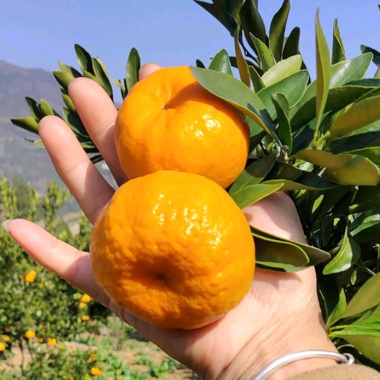 🌹心梦💝情缘🌹