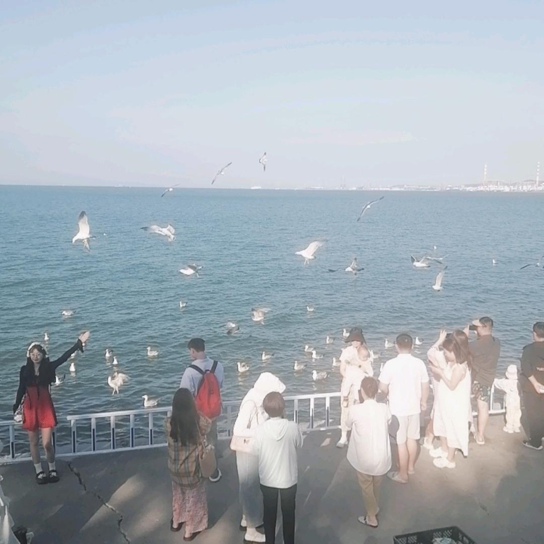 我在威海等你喂海鸥
