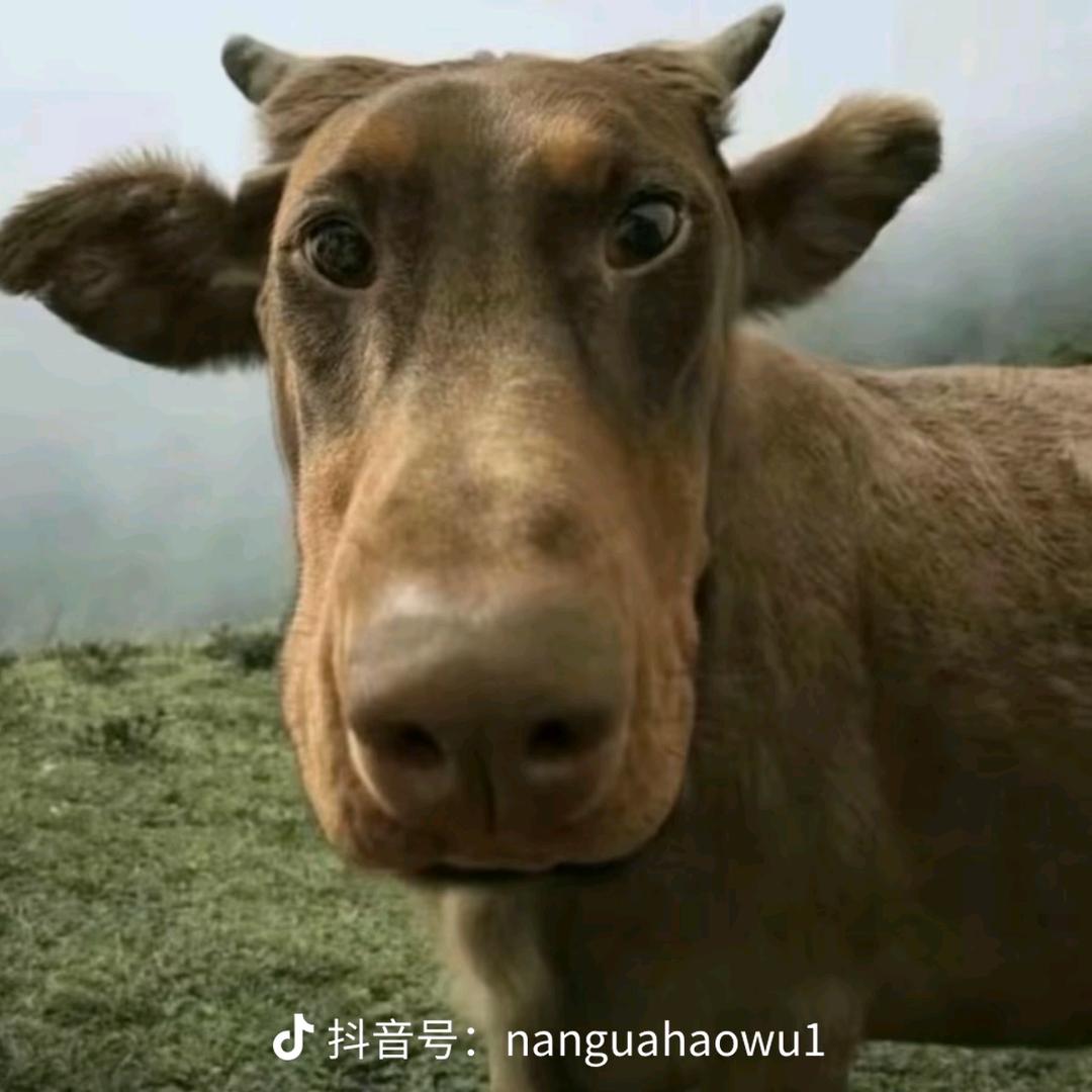 田某人