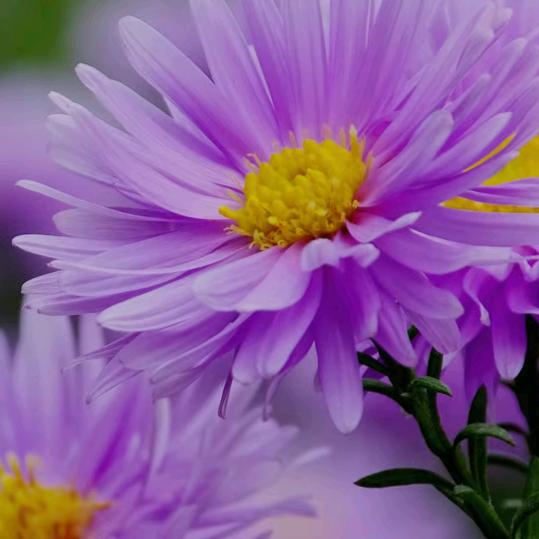 花🌸开月圆