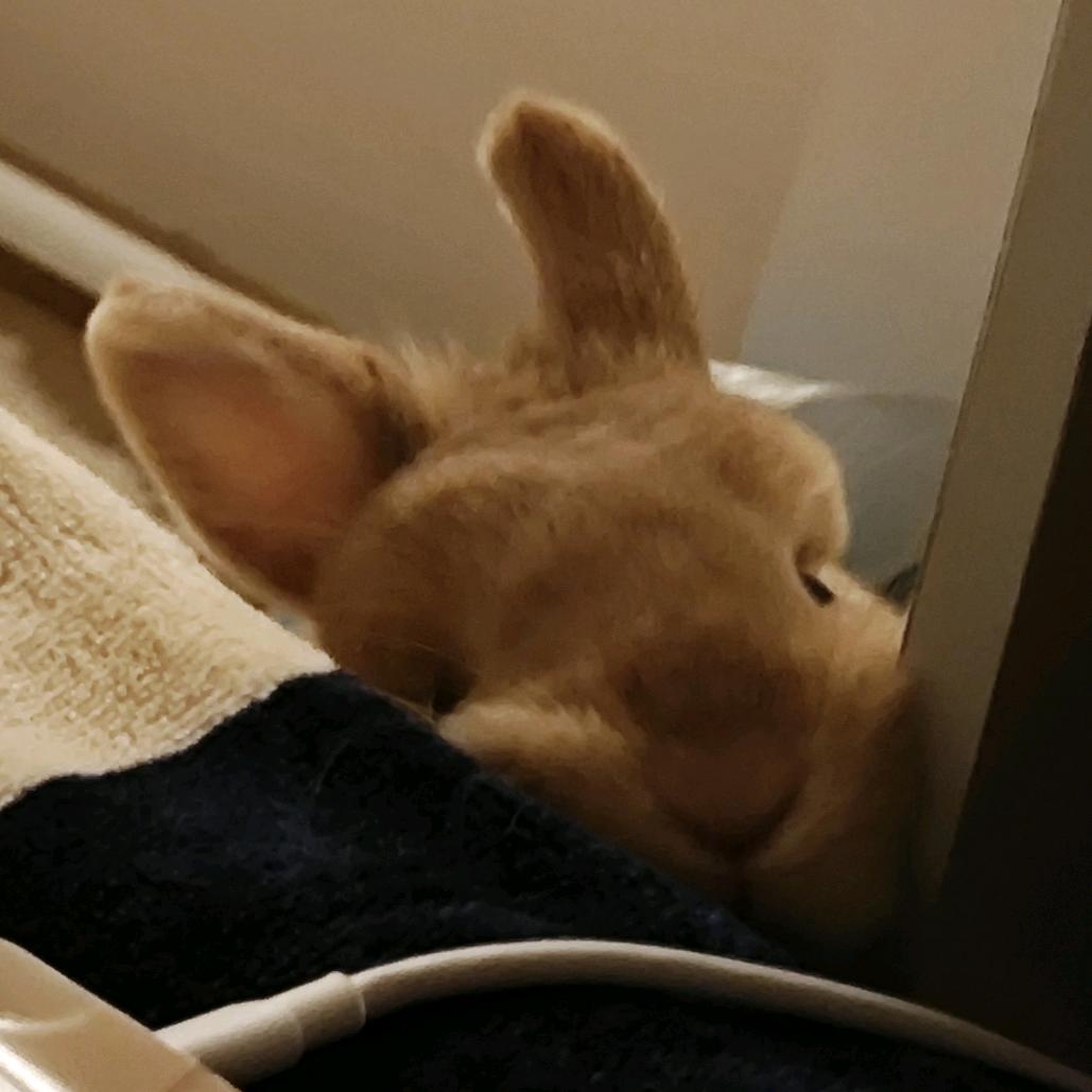 兔兜兜🐰