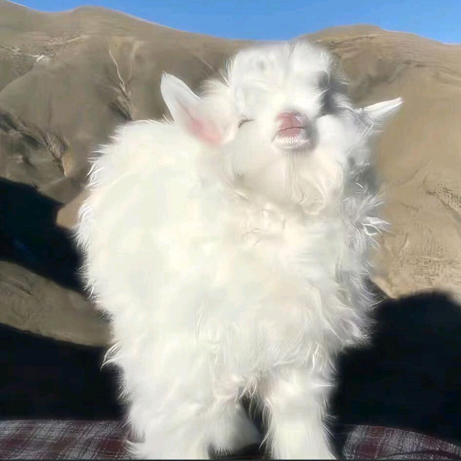 ℒᎭ💞兜兜🐇有糖💞꧔᭄