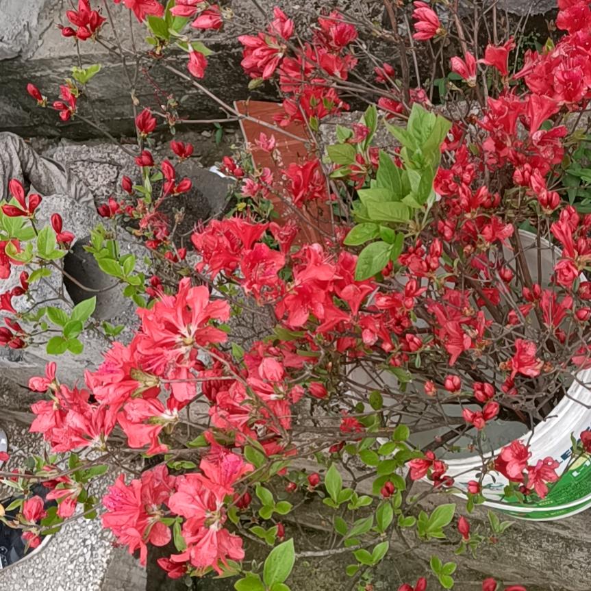 晴天🌞枫叶🍁