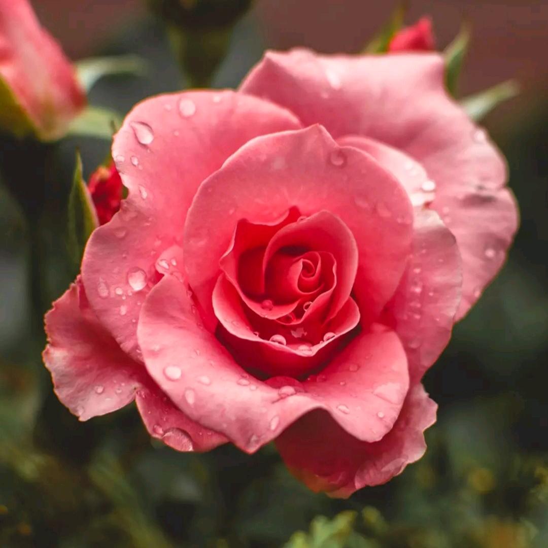 🌺哈丽旦🌺