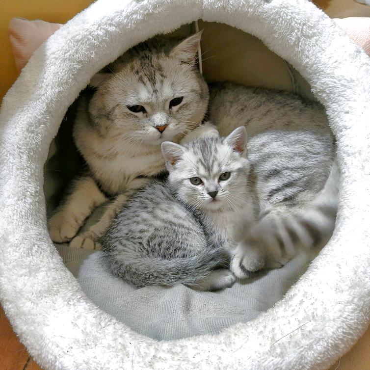 元宝·朵朵和火柴