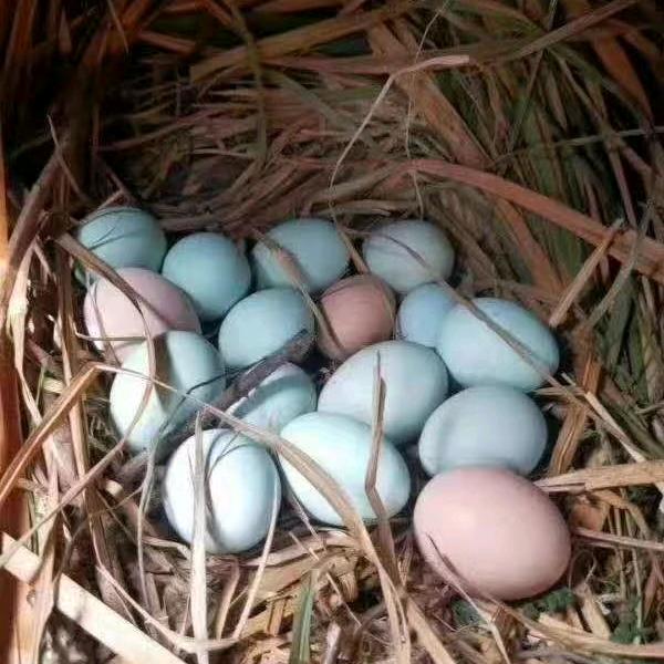 散养土鸡蛋搬运工