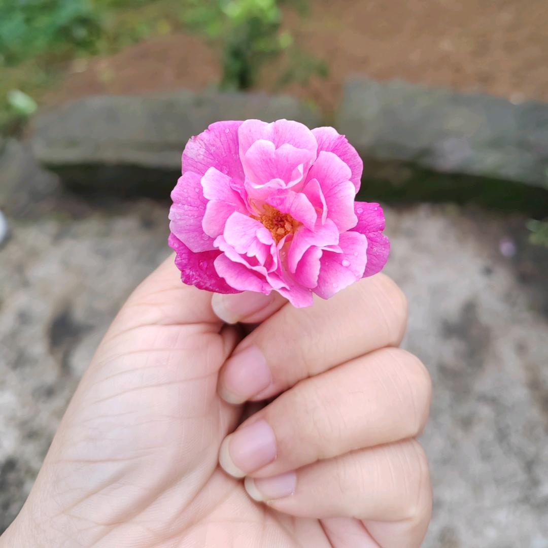 艳🌸
