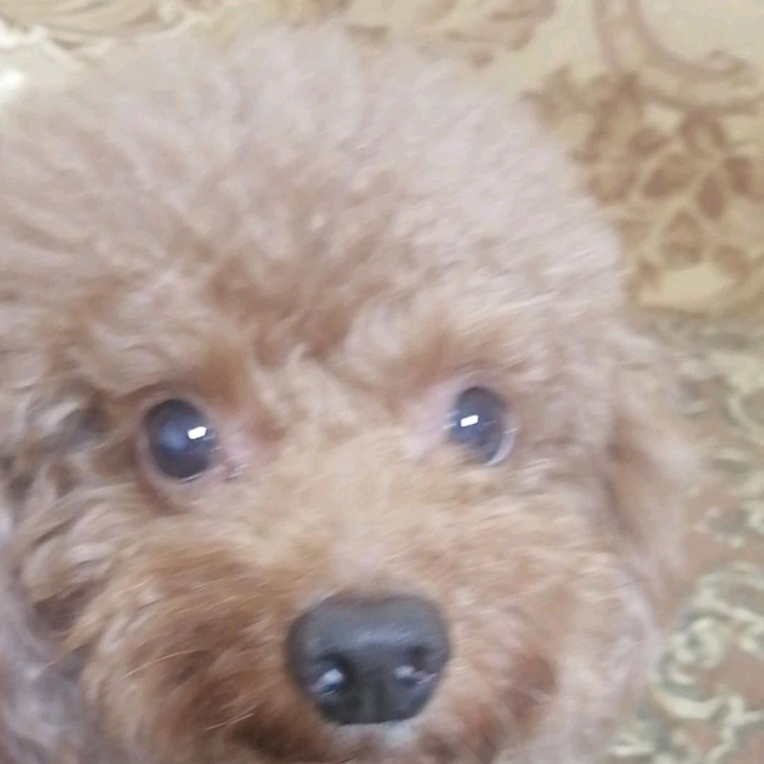 二狗🐶。麻麻