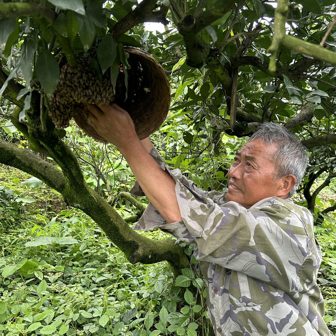 狮子湾三叔树洞土蜂蜜