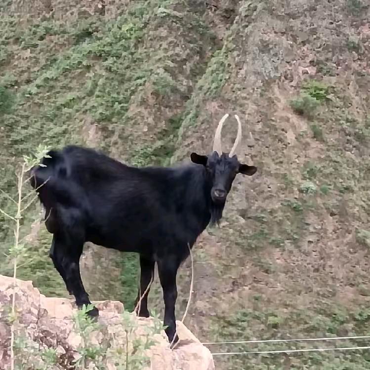 岩种培育