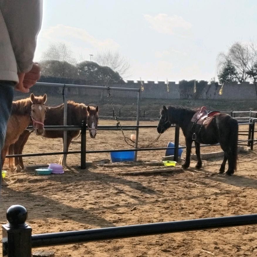 🌹🌹，涵霜飘雪泪，🌹🌹🌹🌹