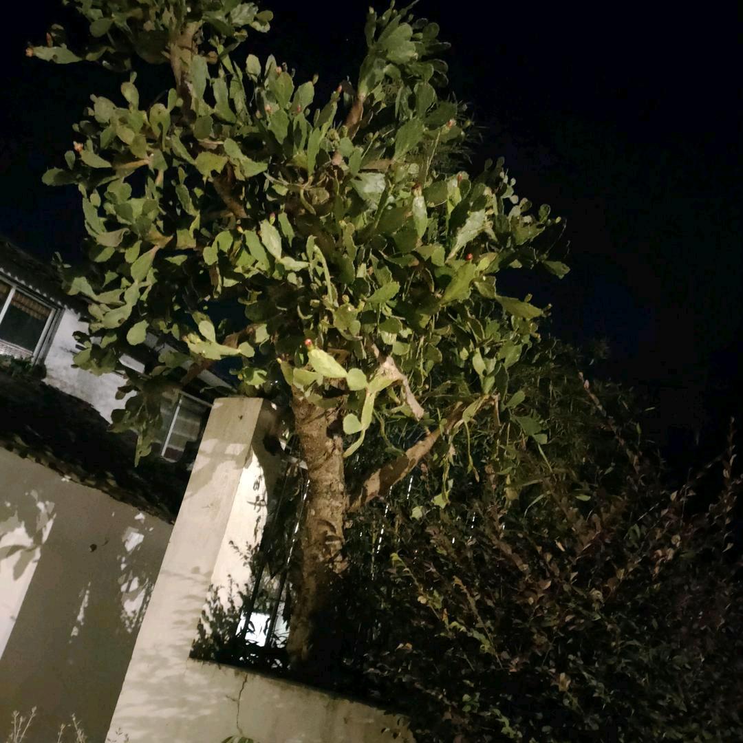 山上青松