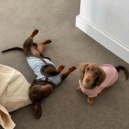 人丑嘴不甜长得危险还没钱ㅤ