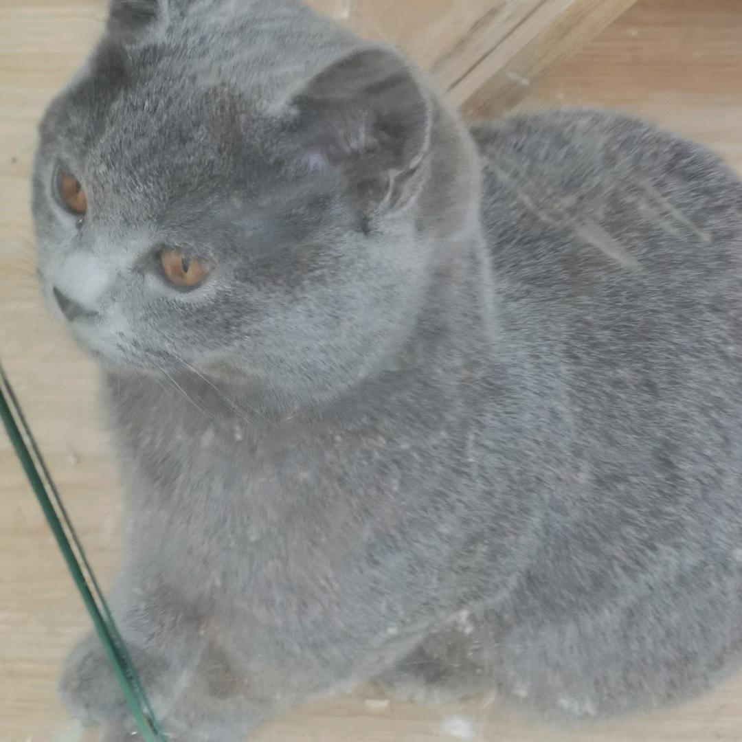 劉哥