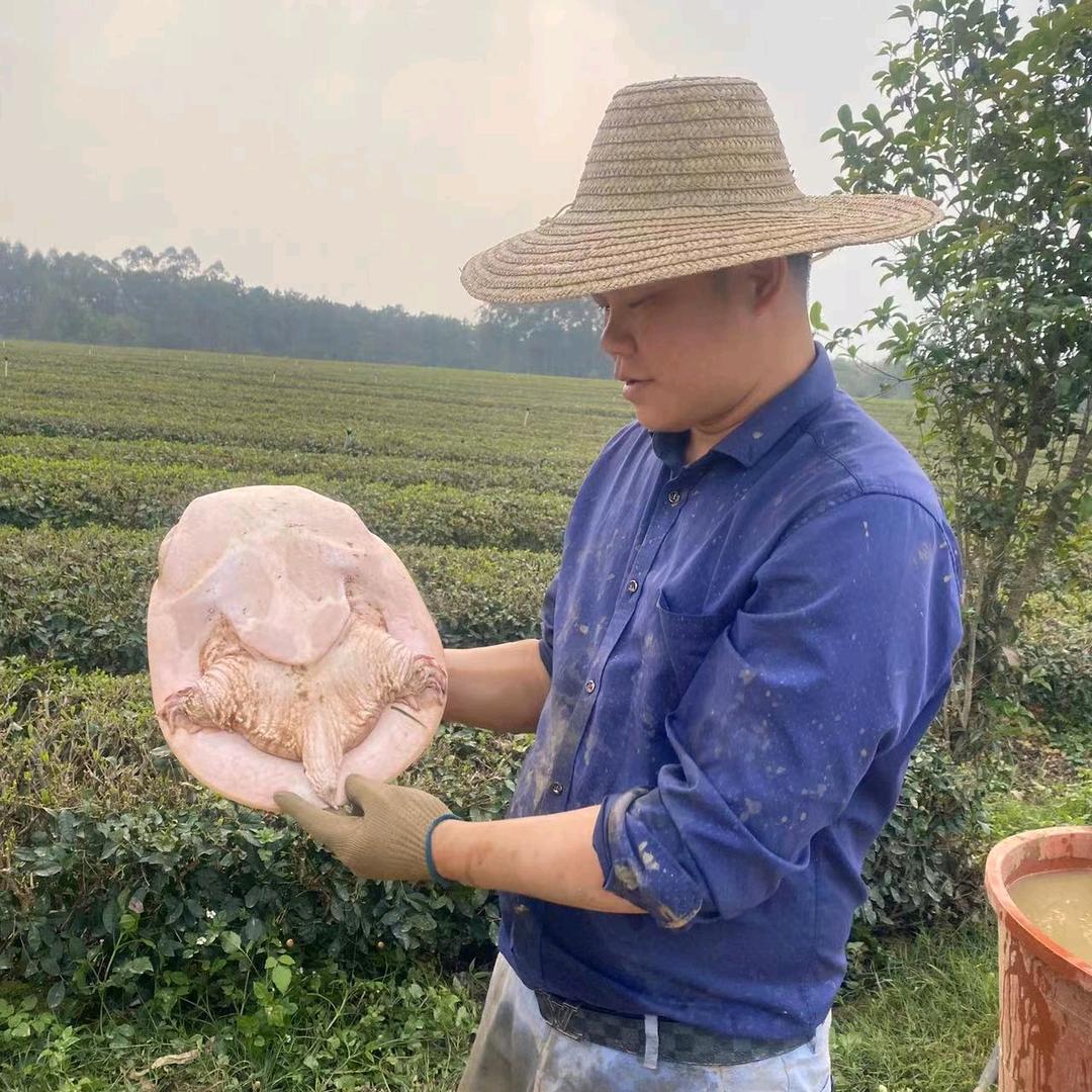 卖甲鱼的龟哥