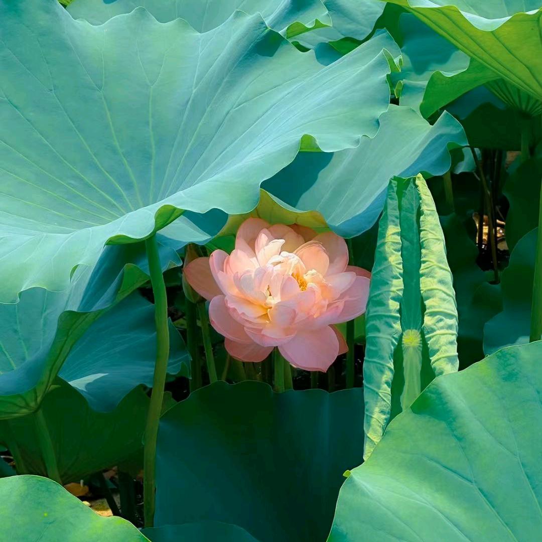 素年