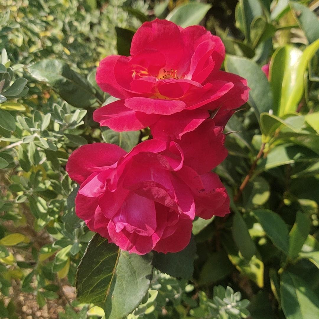 马冬梅