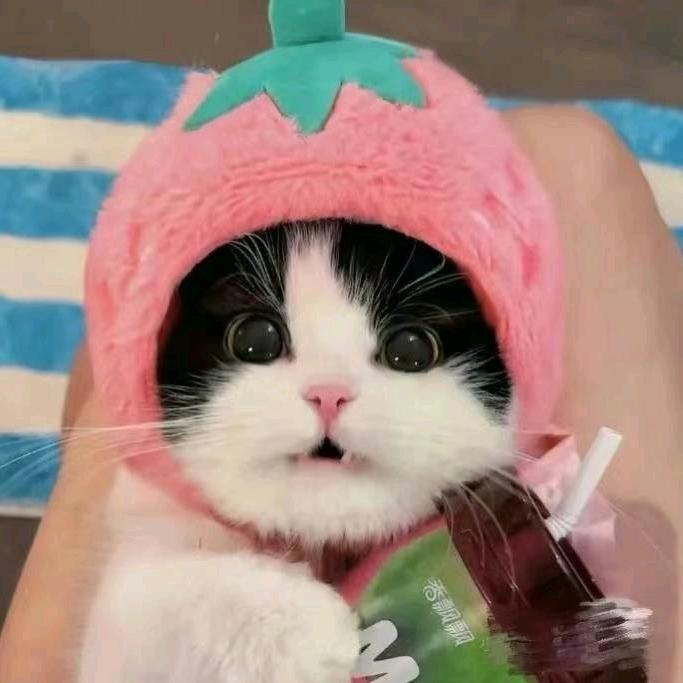 大雷白🐯（招💃）