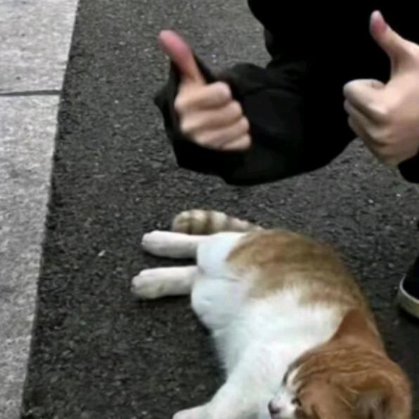 愚忠