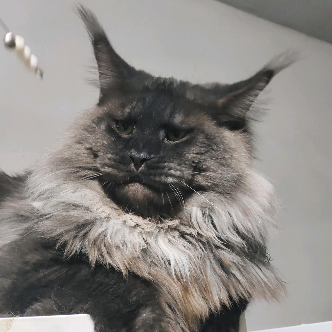 缅因猫养户