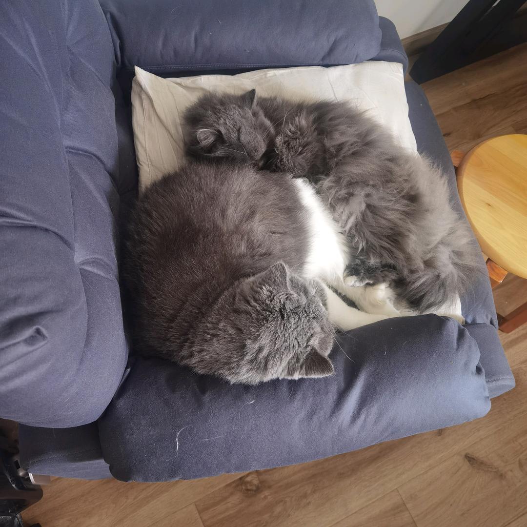 曾经禽兽过💤🐘