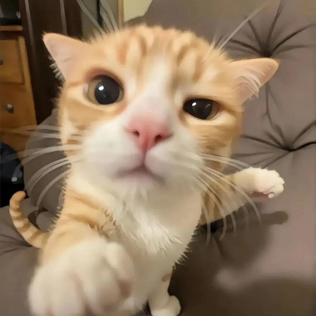 猫孩儿
