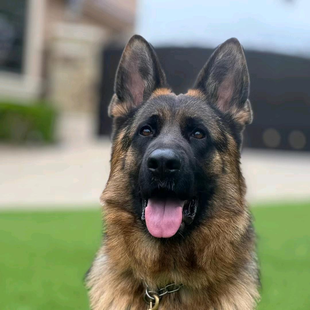 诚信高端护卫犬繁育基地