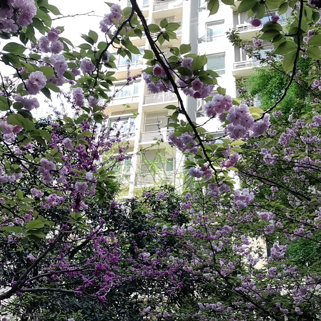 ＊＊🍎🦆银钱游戏