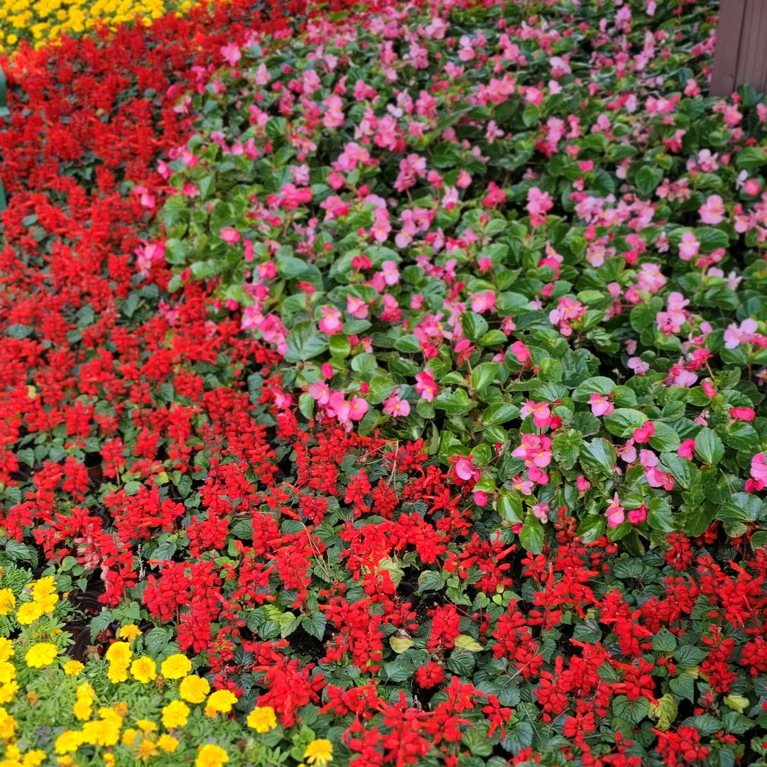 🌹莲莲相惜🌹