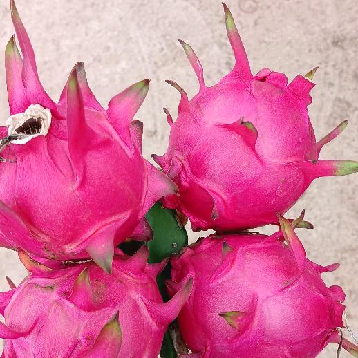 五姊妹。有缘相见