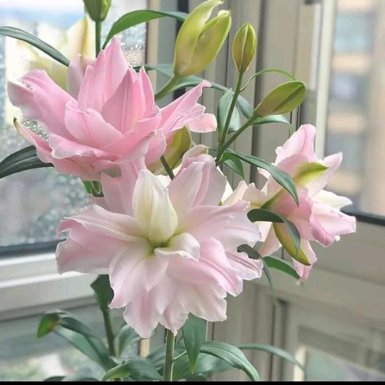 百合🍒