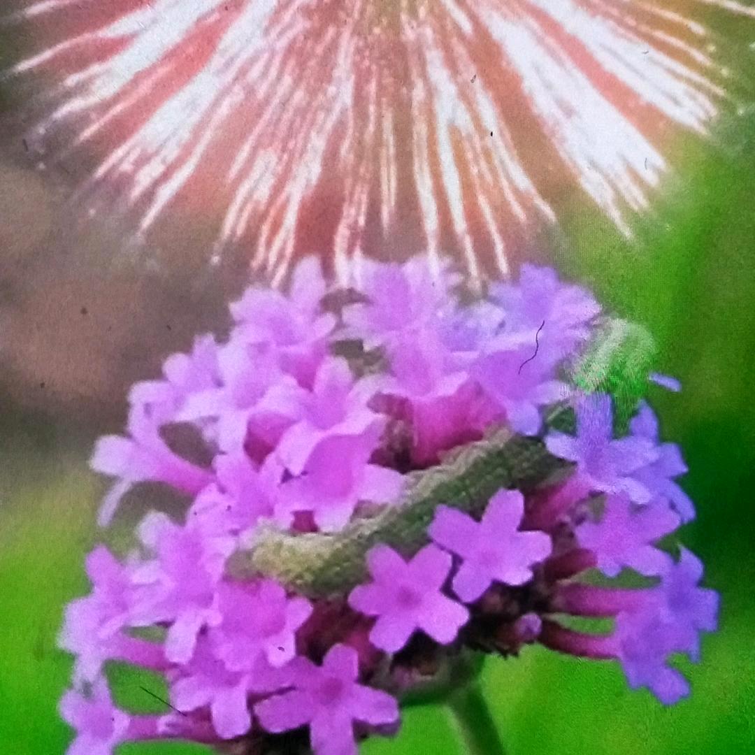 花花世界