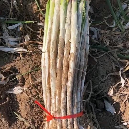 永城大葱代收 批发莉莉