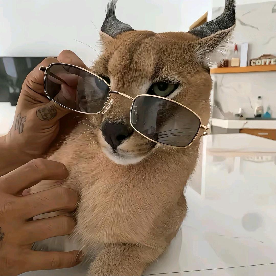 黑猫