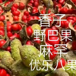 专注香巴果云子批发