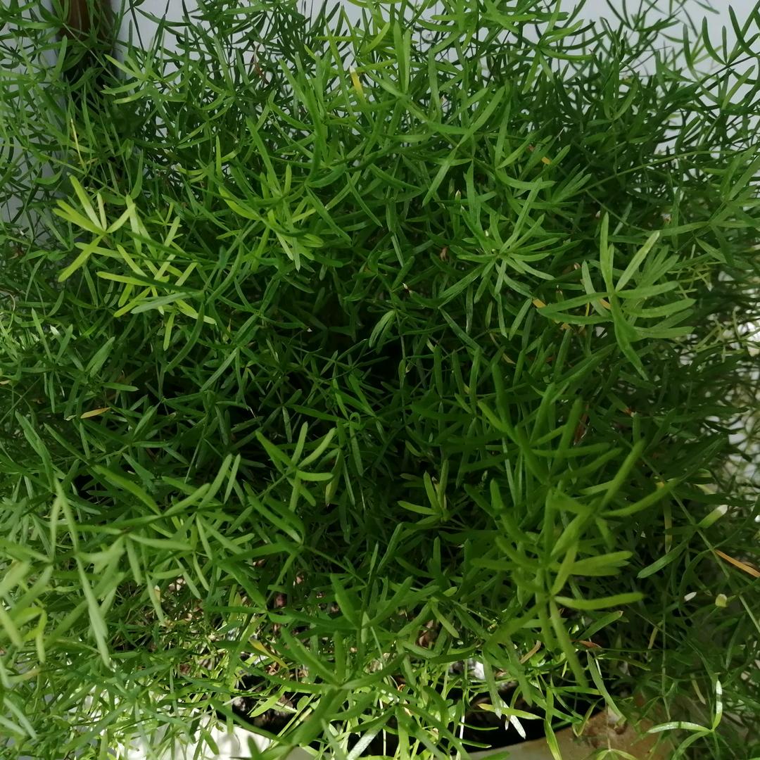 春风