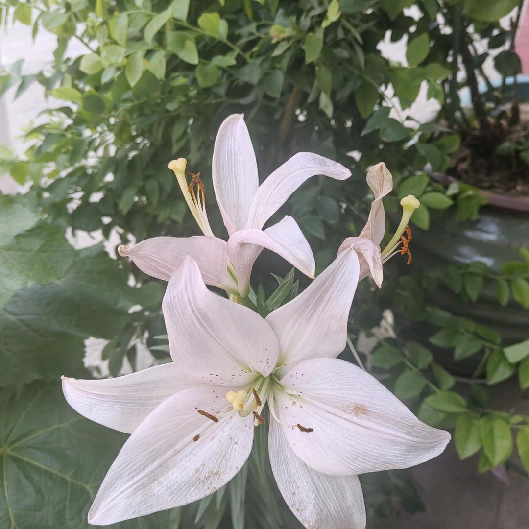 鹿苑好物